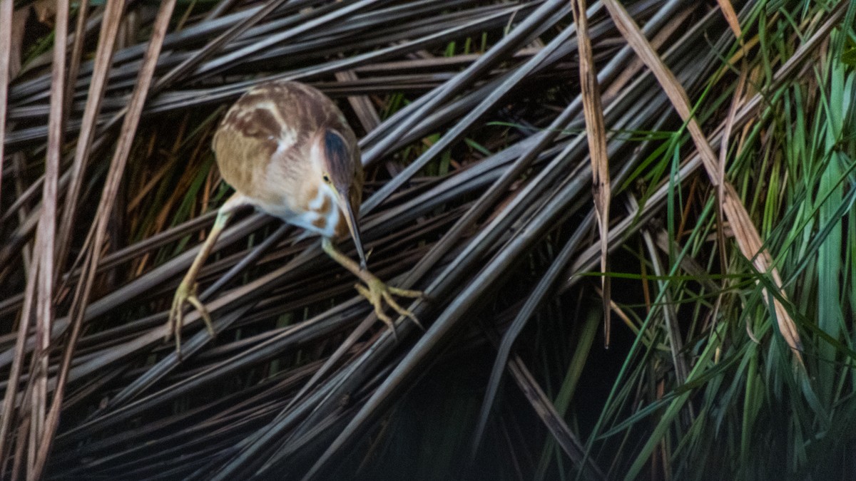 Yellow Bittern - ML619924121