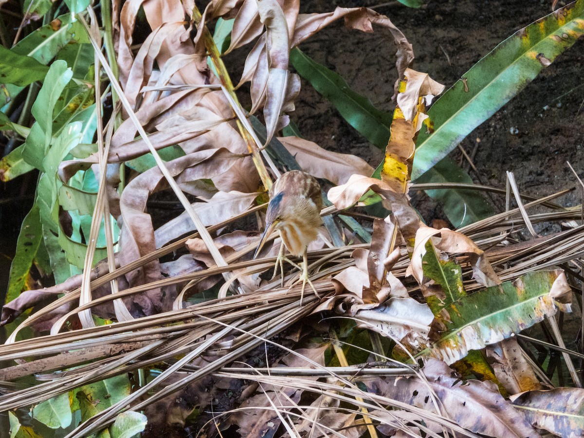 Yellow Bittern - ML619924126