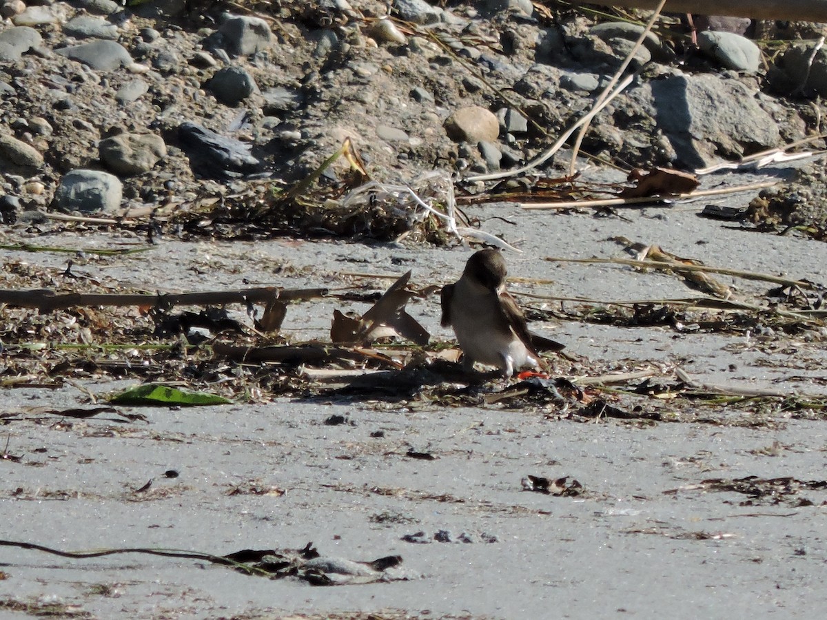 Northern Rough-winged Swallow - ML619924127