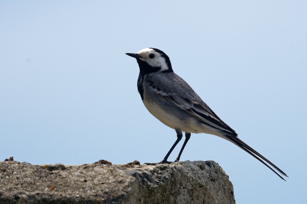 White Wagtail (White-faced) - ML619924129