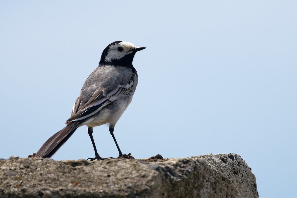 White Wagtail (White-faced) - ML619924130