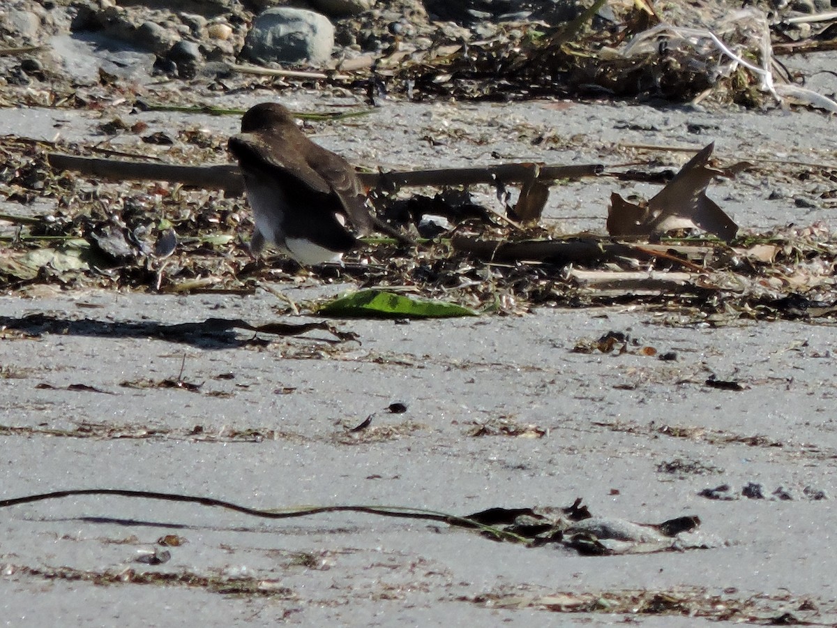 Northern Rough-winged Swallow - ML619924135