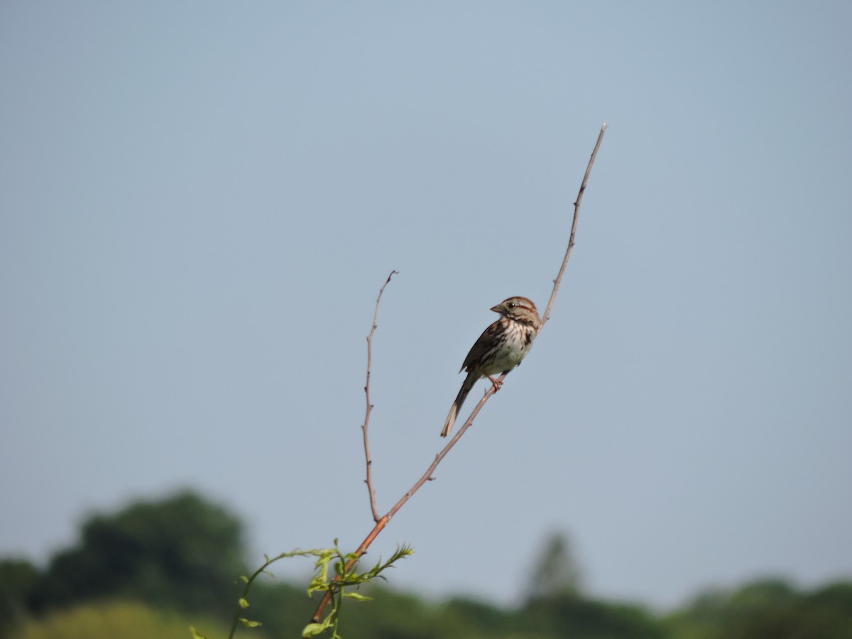 Song Sparrow - ML619924137