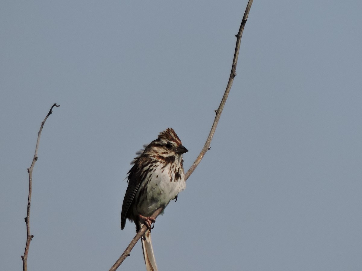 Song Sparrow - ML619924144