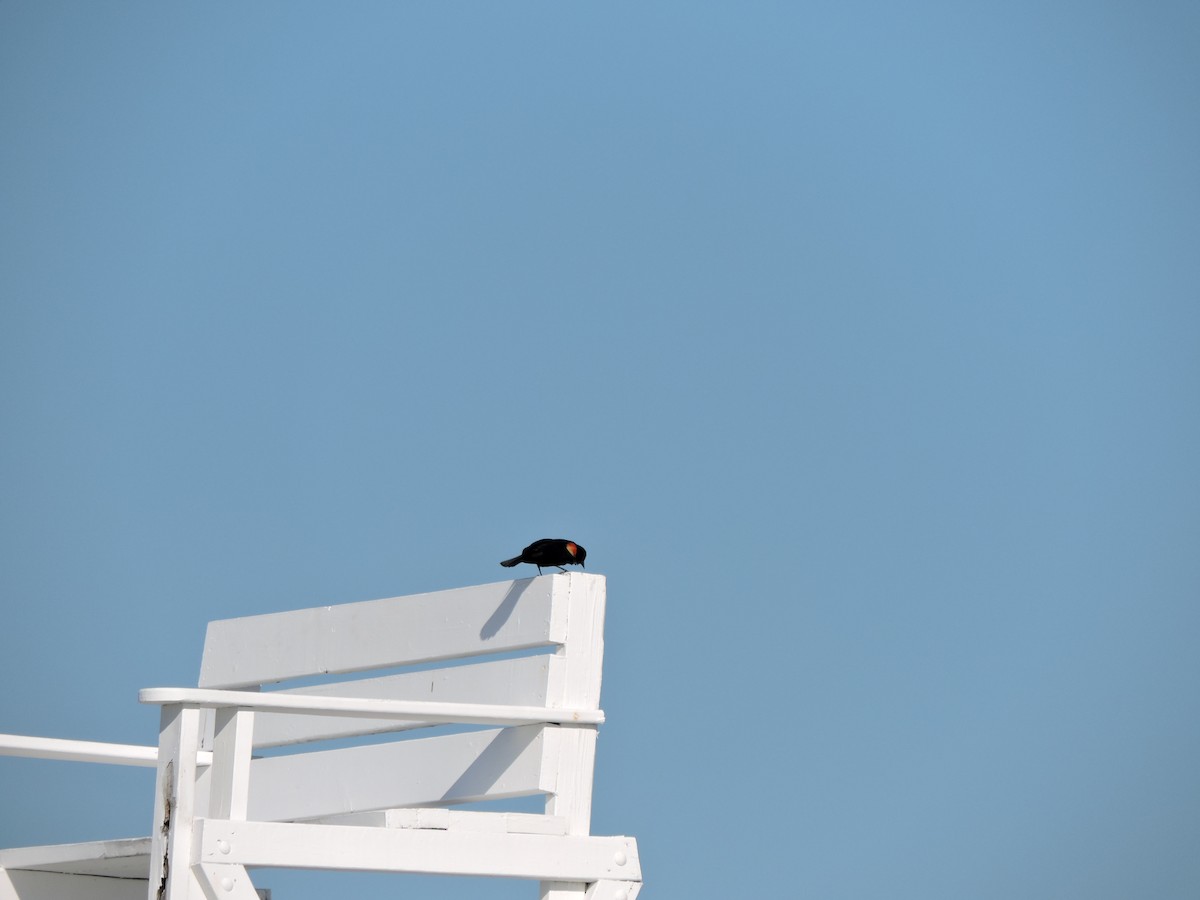 Red-winged Blackbird - ML619924147