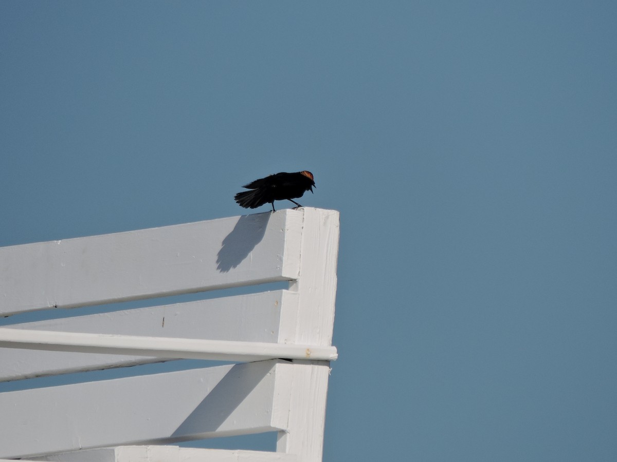 Red-winged Blackbird - ML619924154