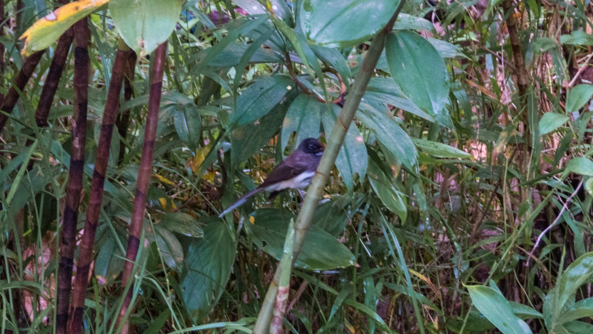 Malaysian Pied-Fantail - ML619924161