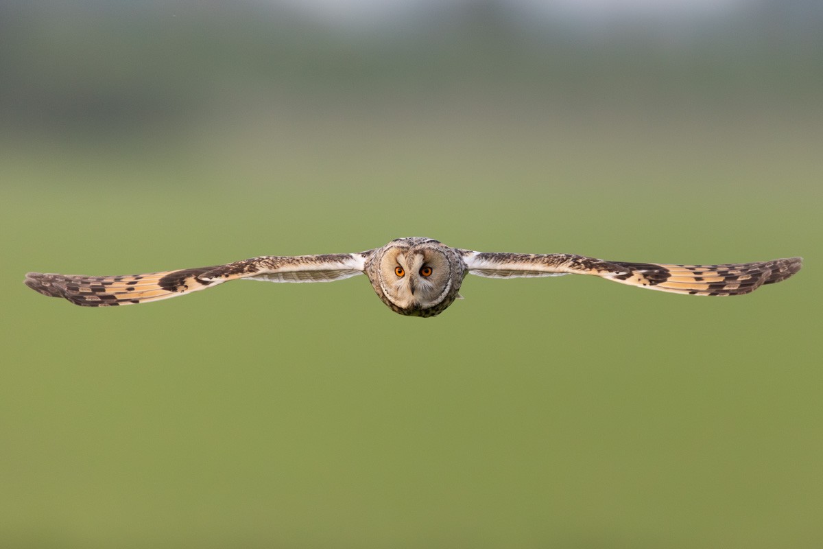Long-eared Owl - ML619924165