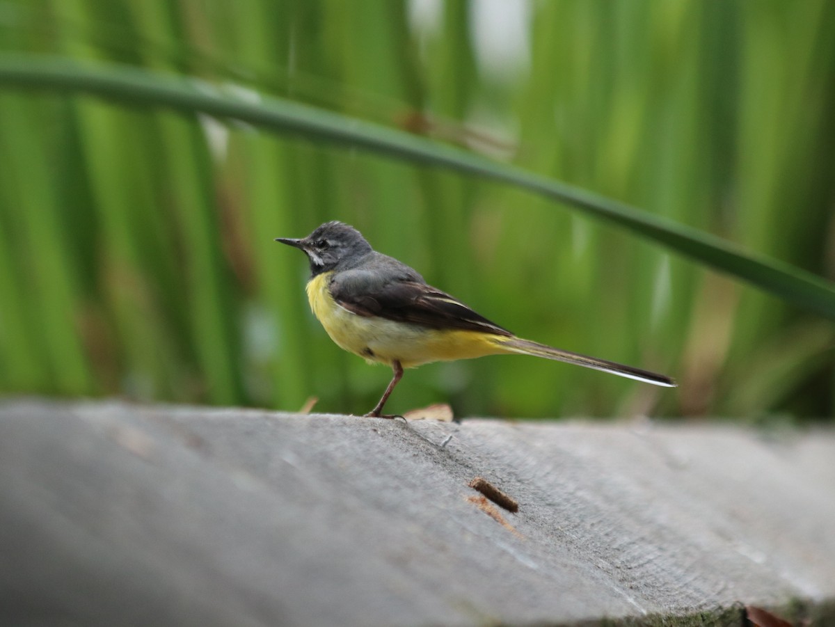 Gray Wagtail - ML619924171