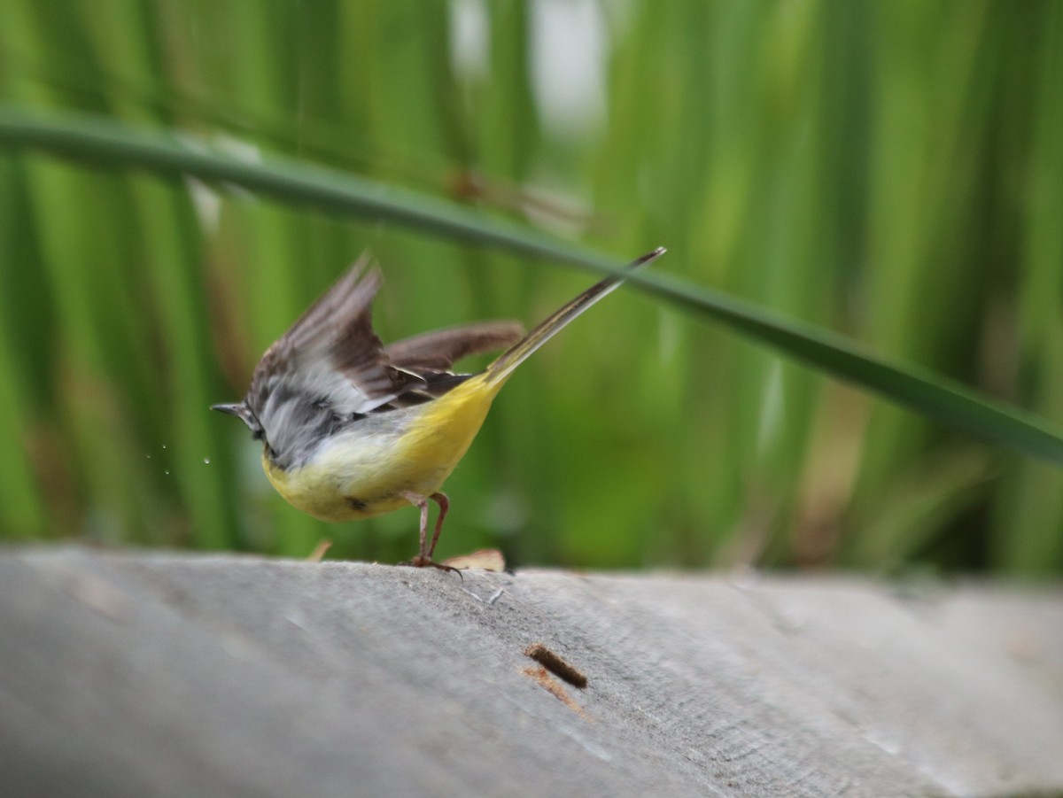 Gray Wagtail - ML619924173