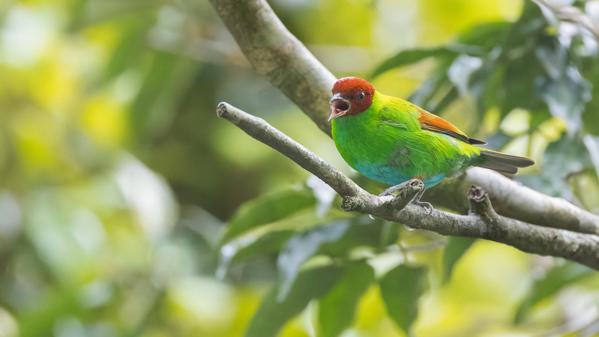 Rufous-winged Tanager - ML619924176
