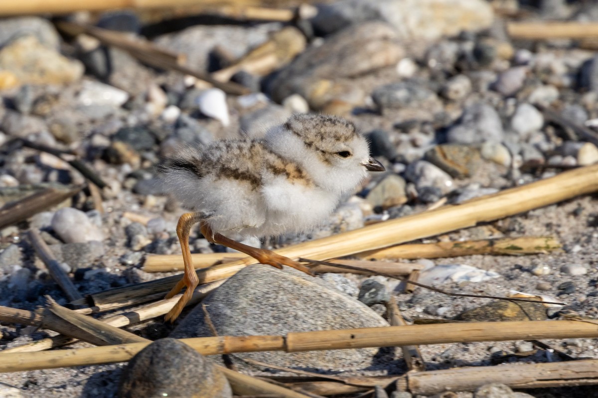 Piping Plover - ML619924179