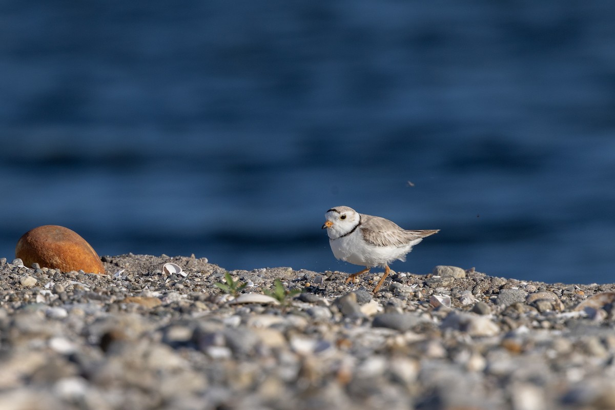 Piping Plover - ML619924180