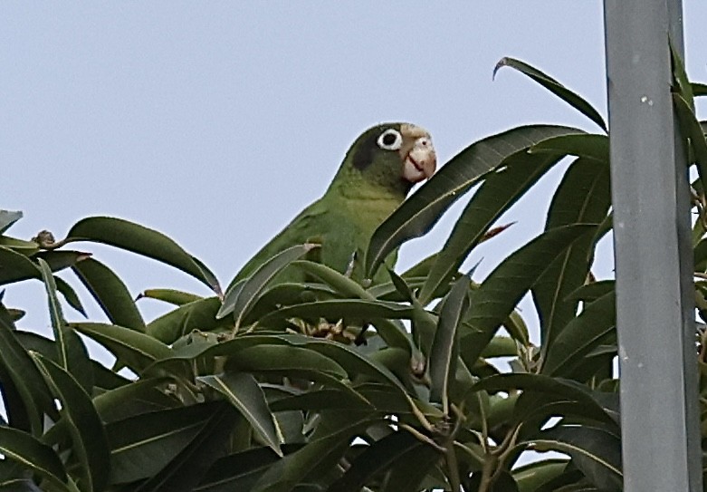 Hispaniolan Parrot - ML619924182