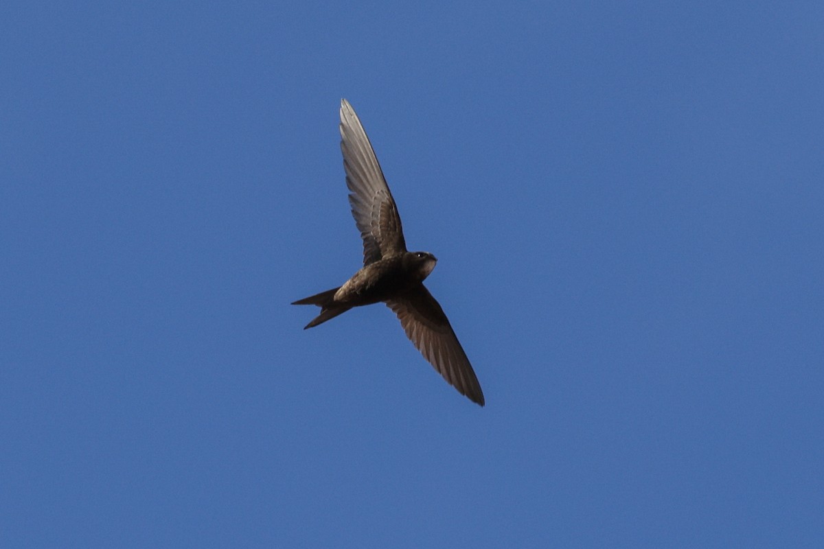 Common Swift - ML619924190