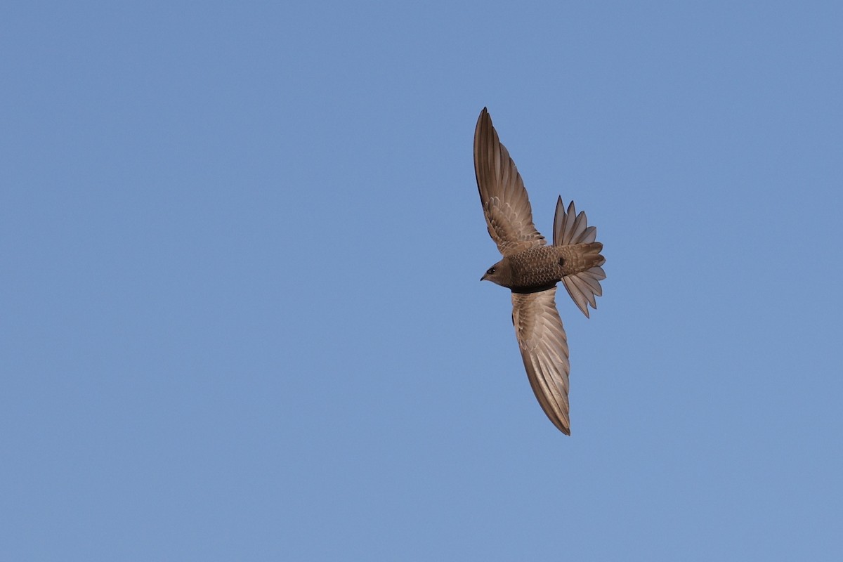 Pallid Swift - ML619924192