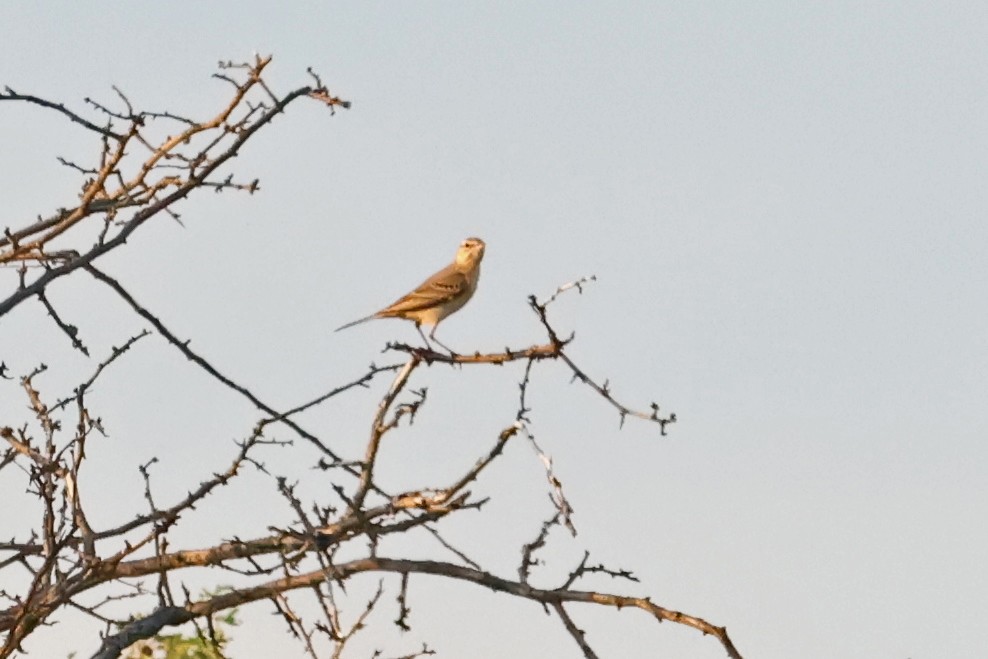 Tawny Pipit - ML619924204