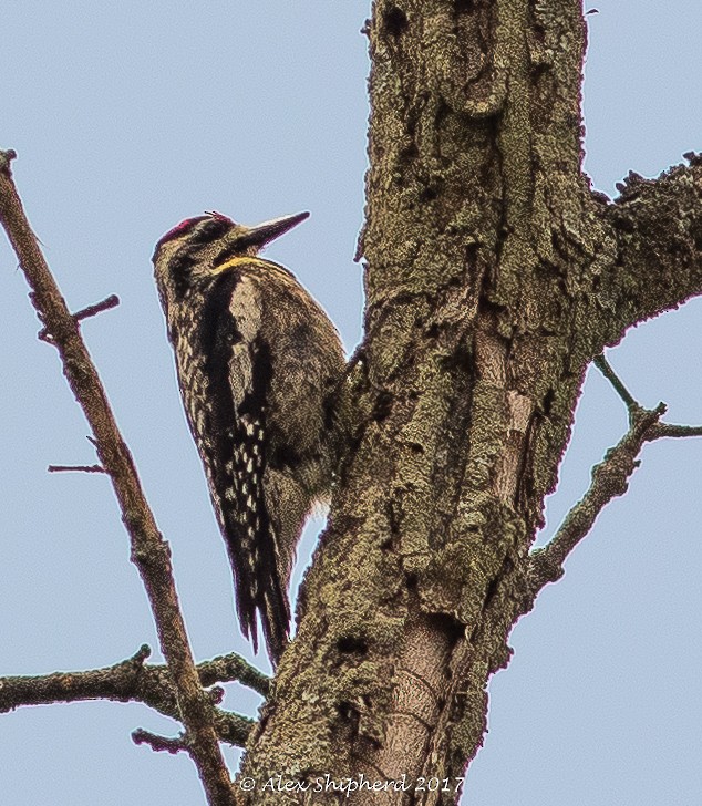 Yellow-bellied Sapsucker - ML61992421