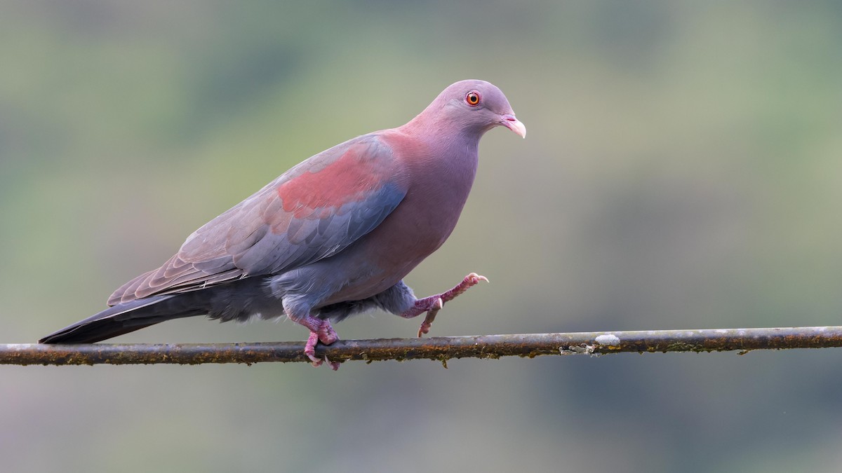 Pigeon à bec rouge - ML619924215
