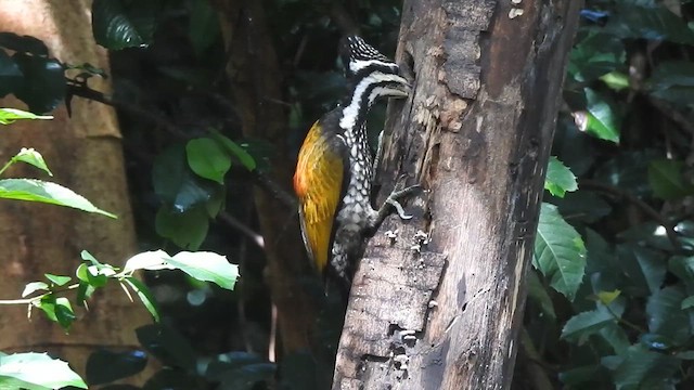 Common Flameback - ML619924232