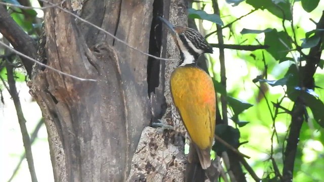 Common Flameback - ML619924233