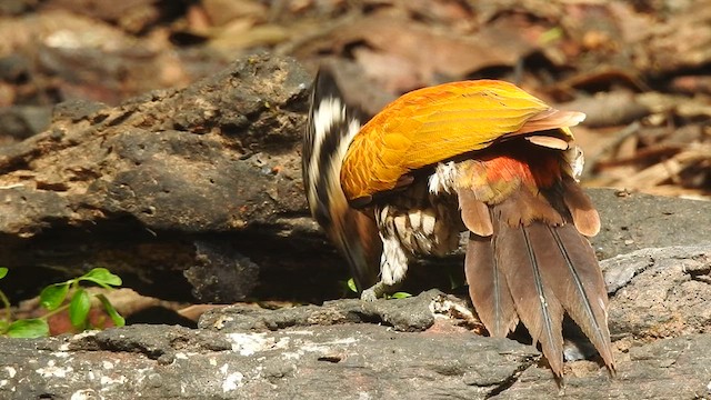 Pic à dos rouge - ML619924234