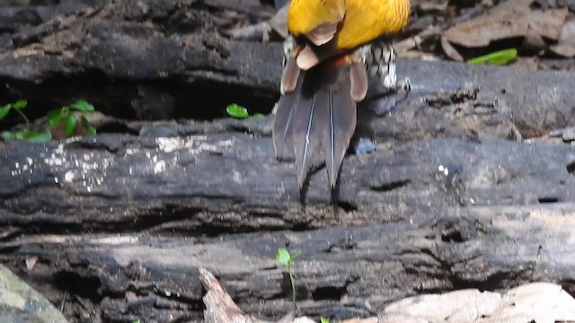 Common Flameback - ML619924235