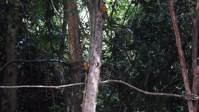 Common Flameback - ML619924236