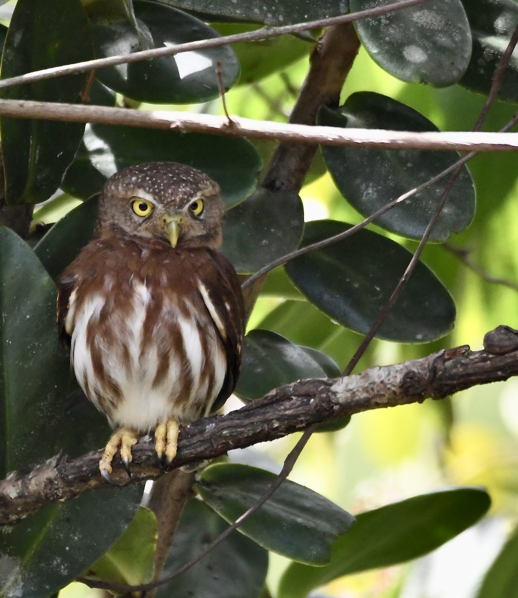 Central American Pygmy-Owl - ML619924242