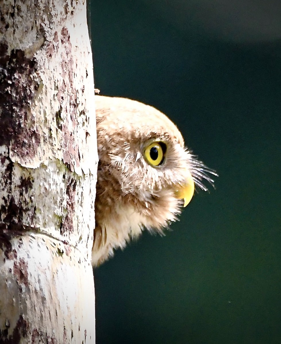 Central American Pygmy-Owl - ML619924243