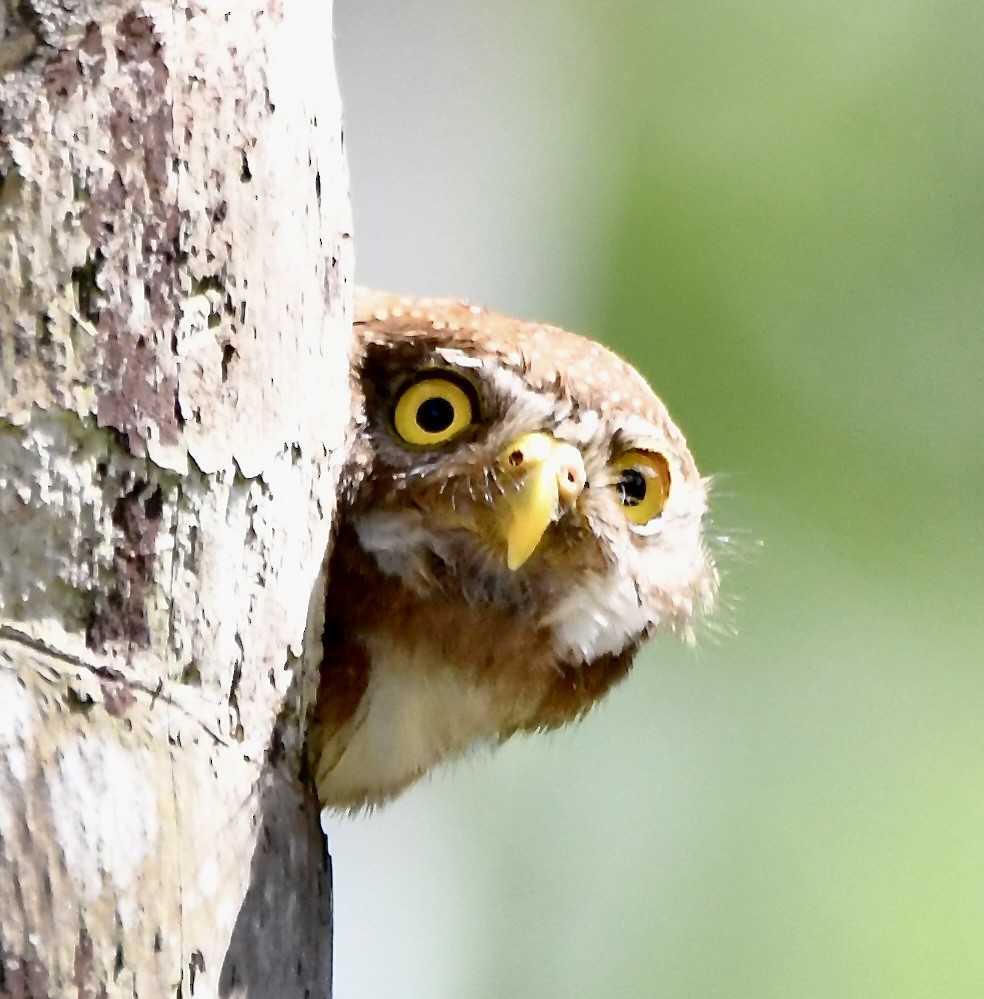 Central American Pygmy-Owl - ML619924244