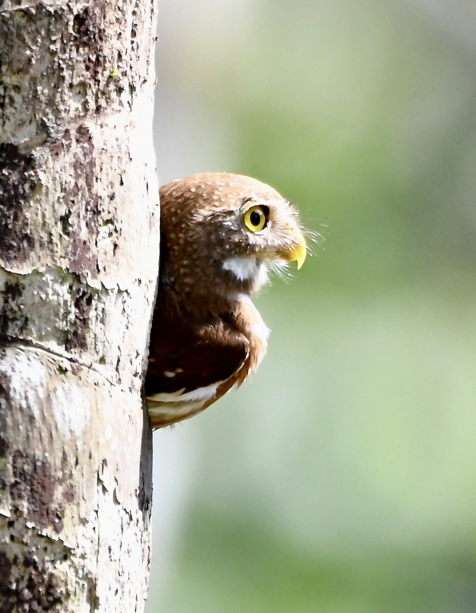 Central American Pygmy-Owl - ML619924245