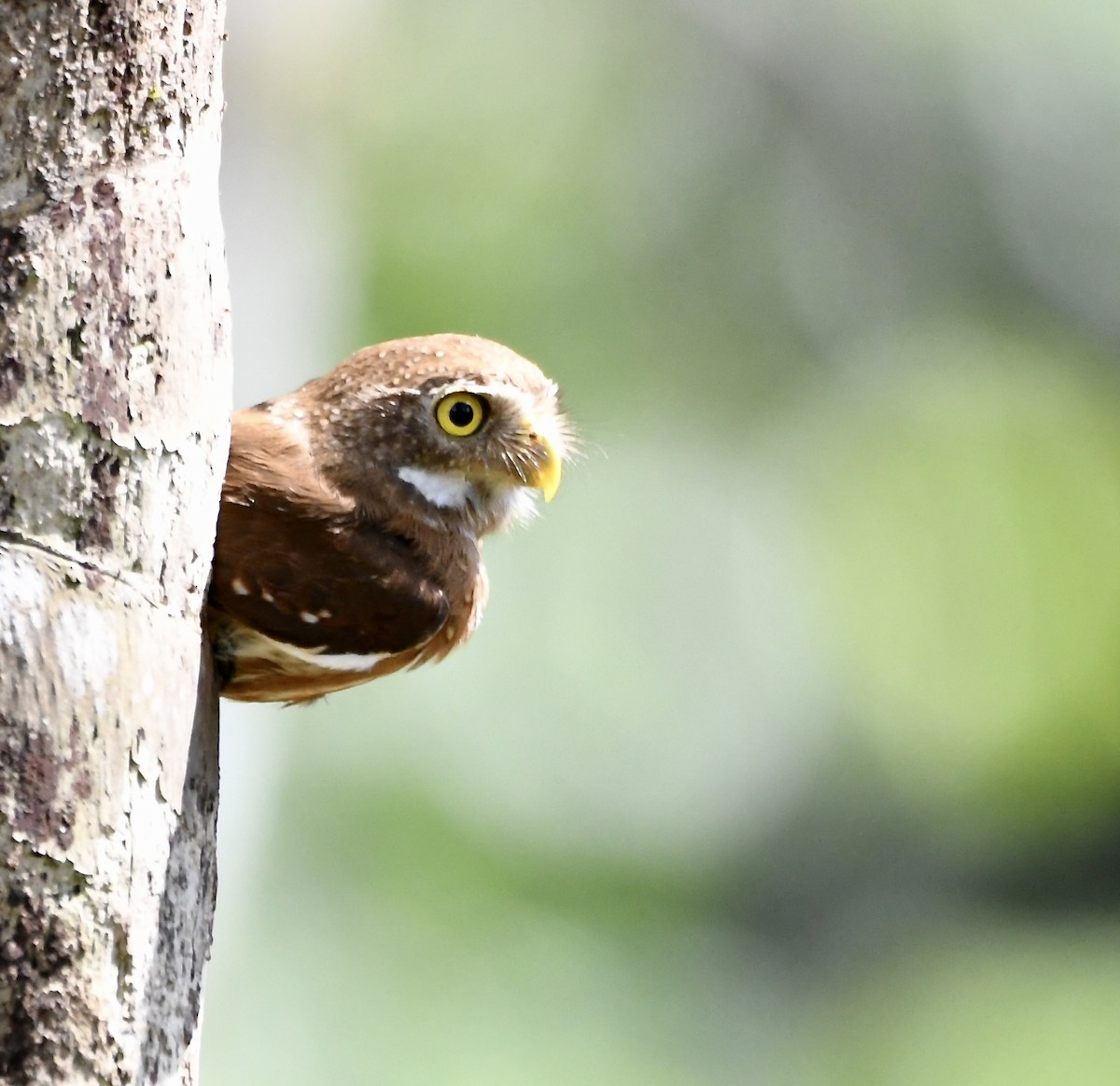 Central American Pygmy-Owl - ML619924246