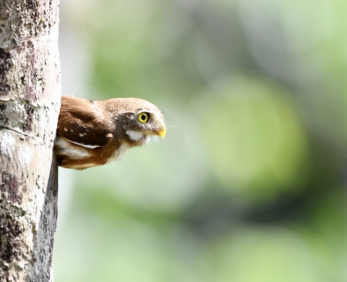 Central American Pygmy-Owl - ML619924247
