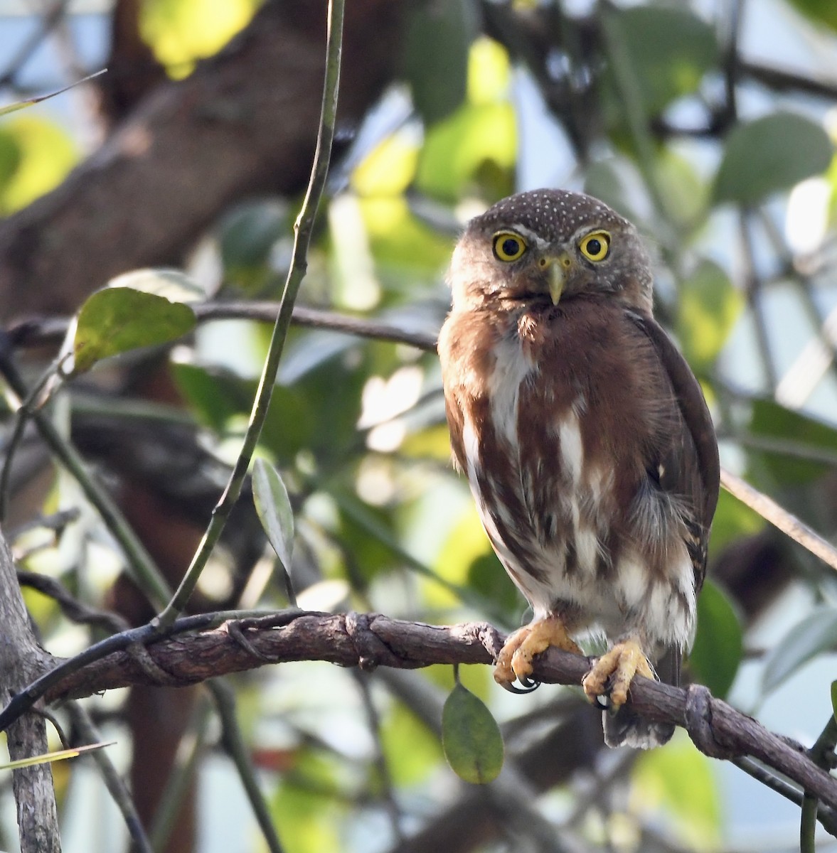 Central American Pygmy-Owl - ML619924248