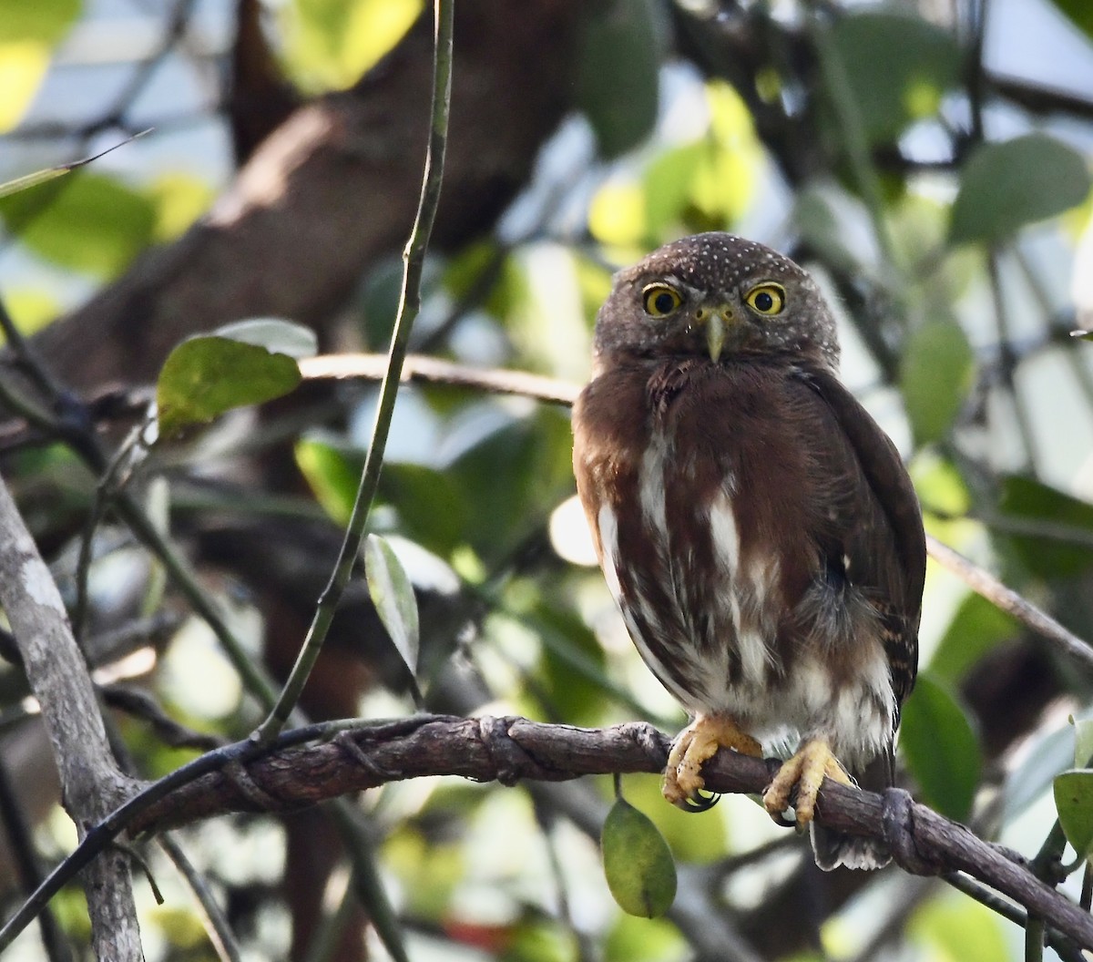 Central American Pygmy-Owl - ML619924249