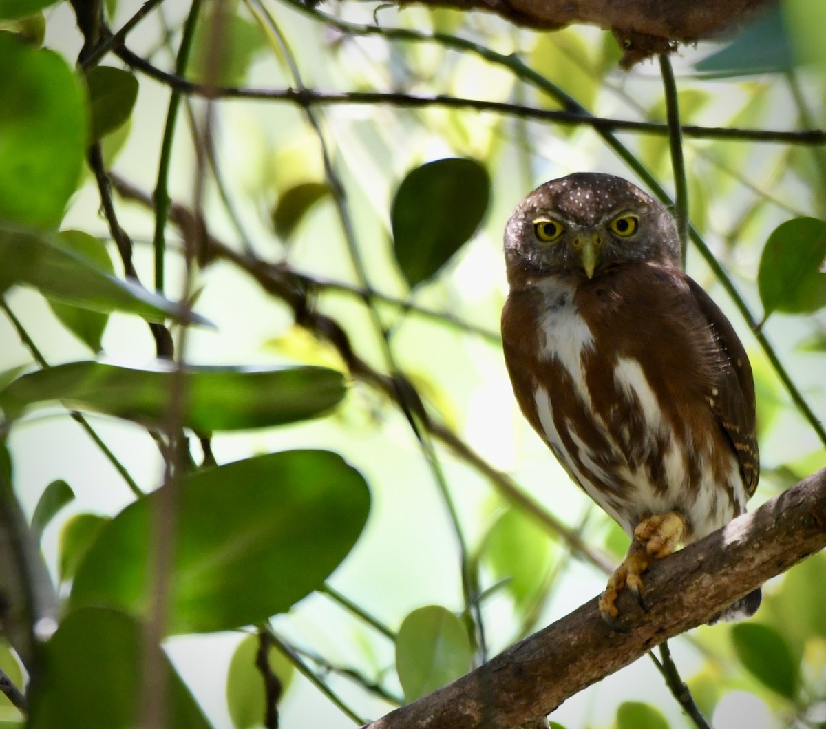 Central American Pygmy-Owl - ML619924250