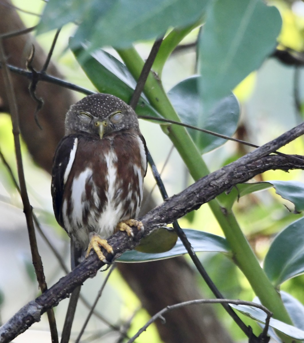 Central American Pygmy-Owl - ML619924251