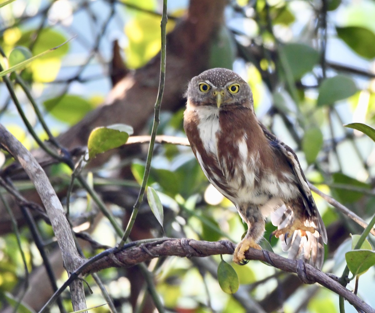 Central American Pygmy-Owl - ML619924252