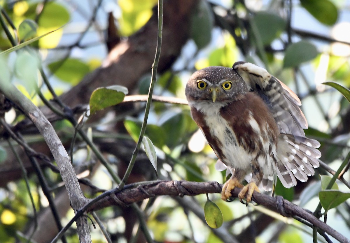 Central American Pygmy-Owl - ML619924253