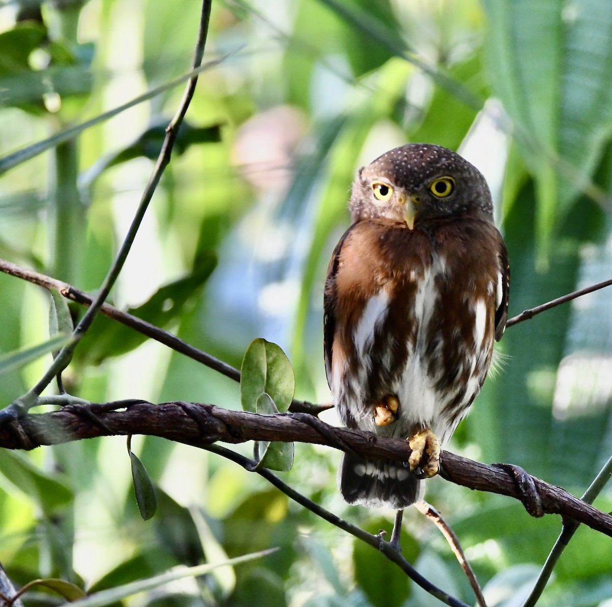 Central American Pygmy-Owl - mark perry