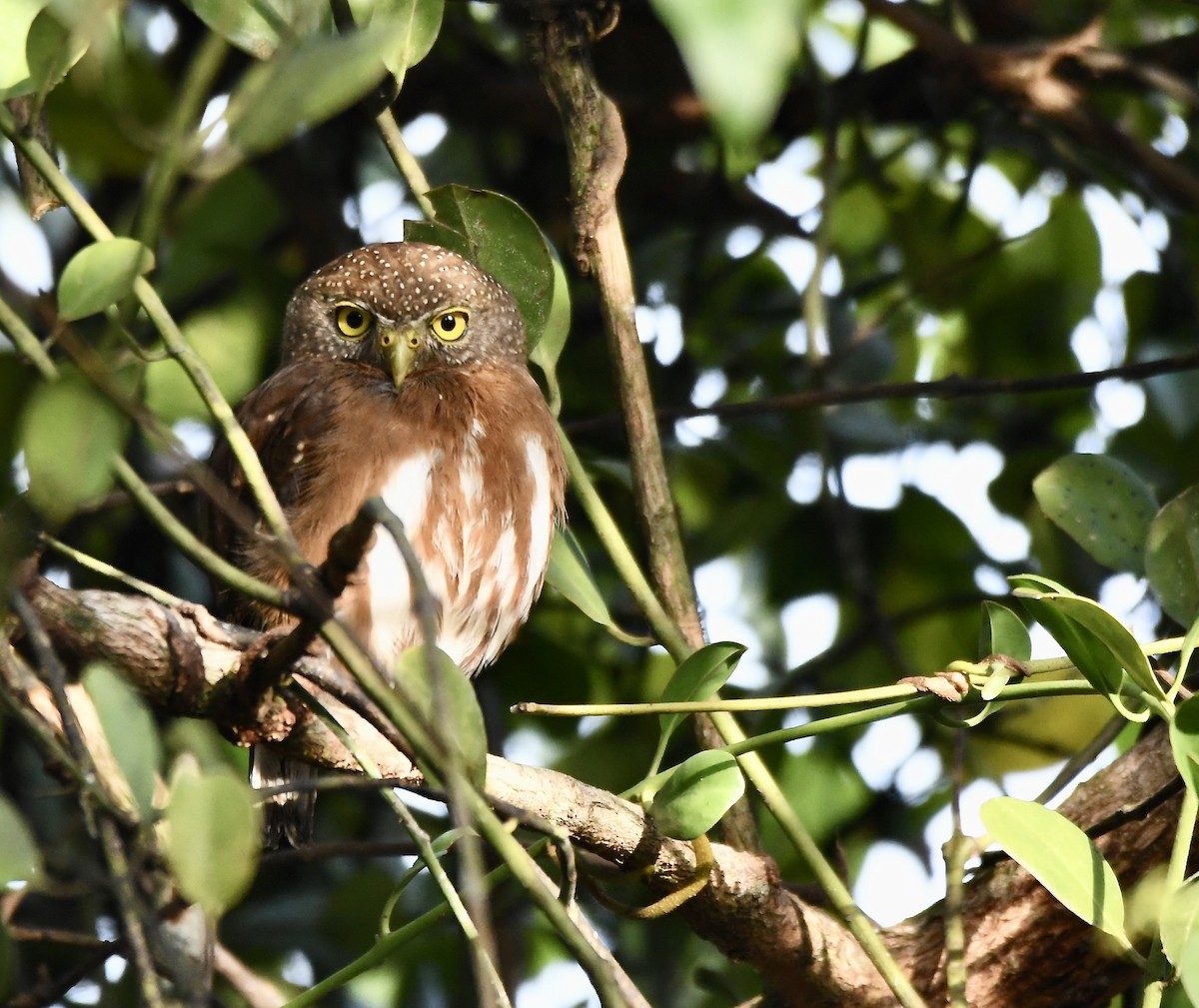 Central American Pygmy-Owl - ML619924255