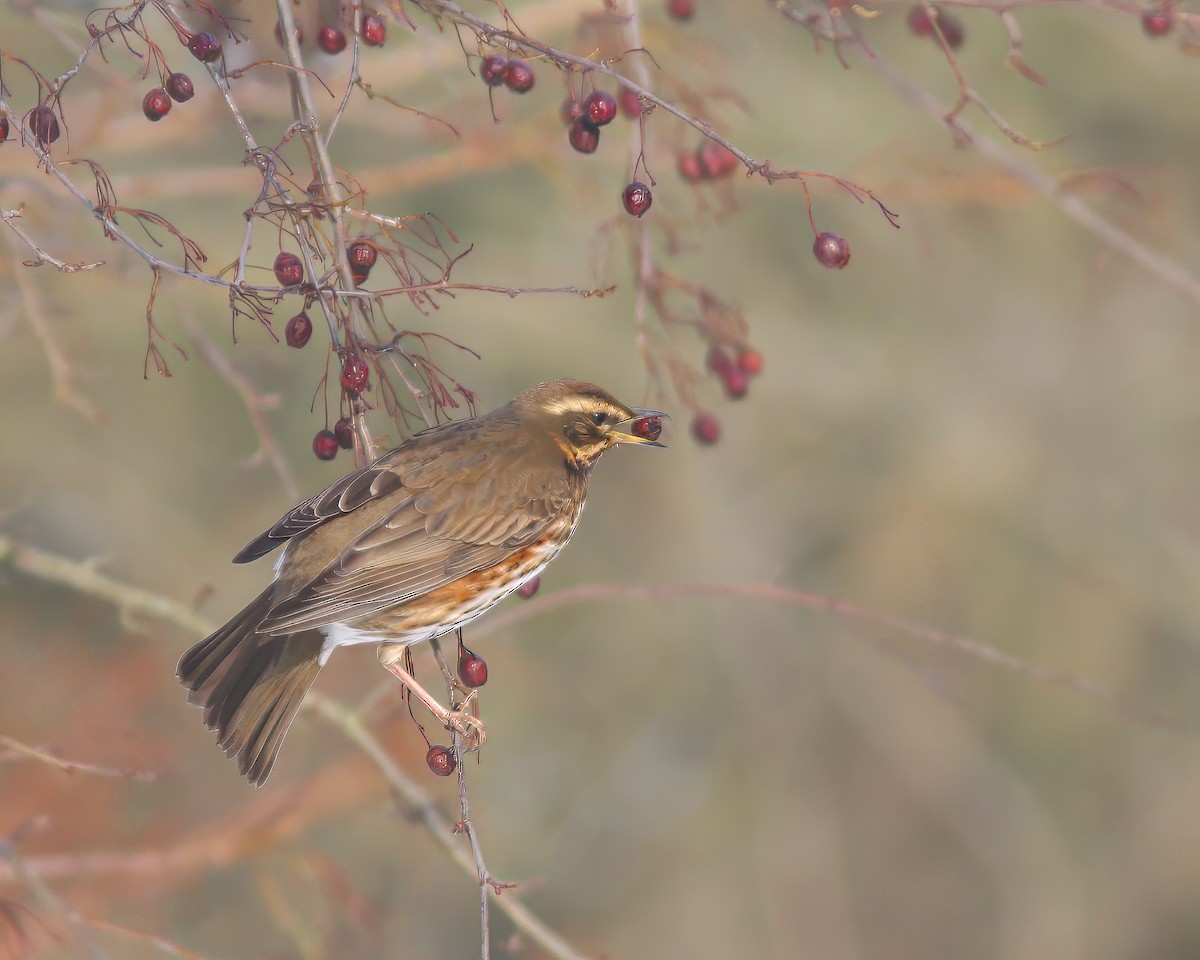 Redwing - ML619924273