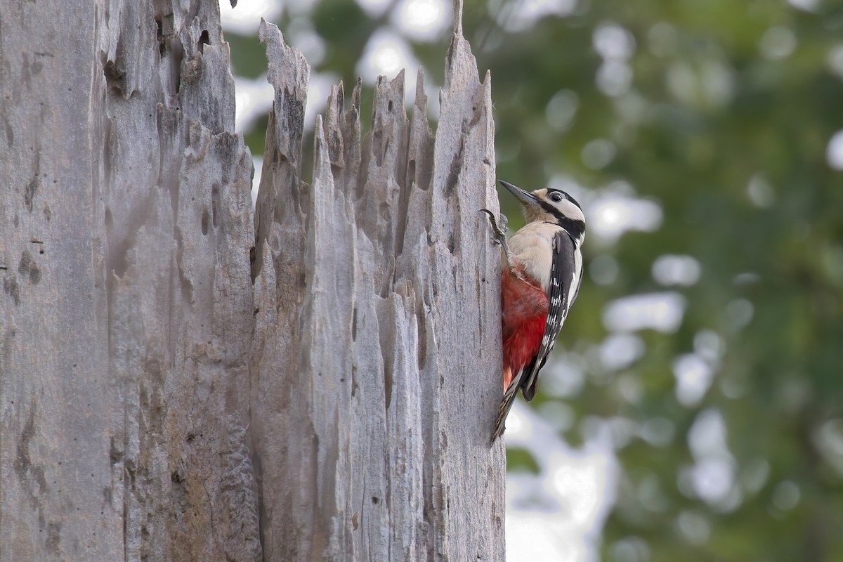 Great Spotted Woodpecker - ML619924276