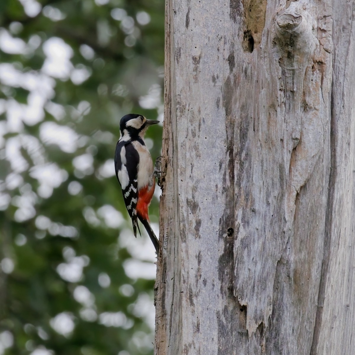 Great Spotted Woodpecker - ML619924277