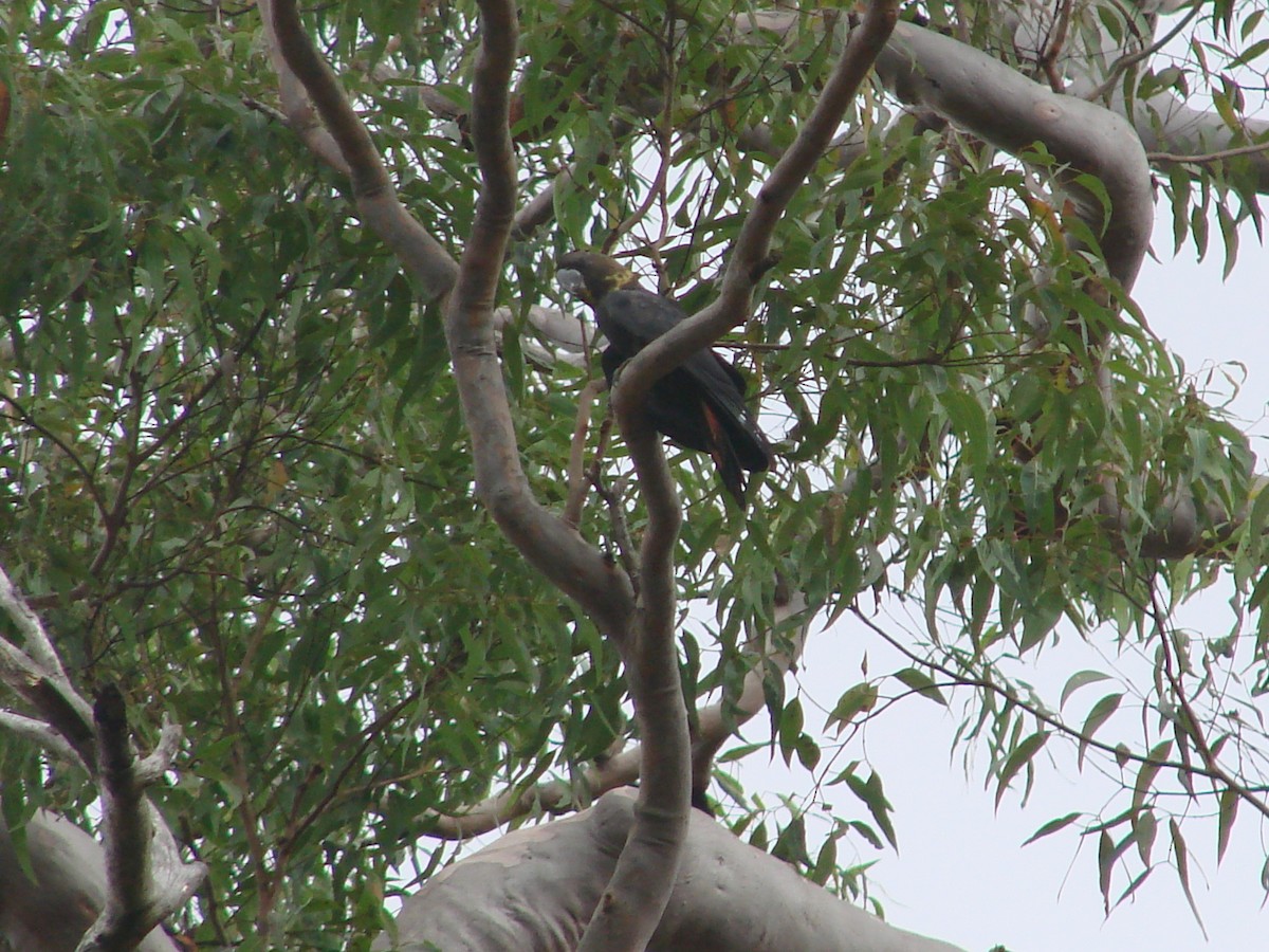 kakadu hnědohlavý - ML619924304