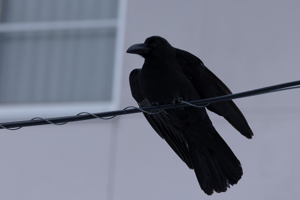 Large-billed Crow - ML619924315
