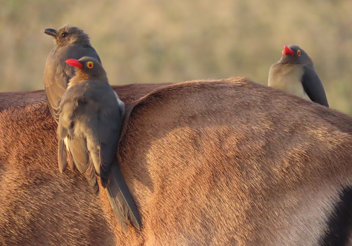 Red-billed Oxpecker - ML619924316