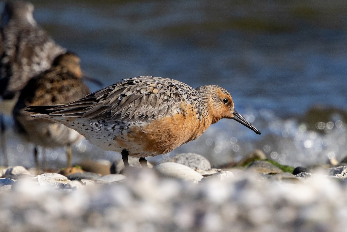 Red Knot - ML619924319