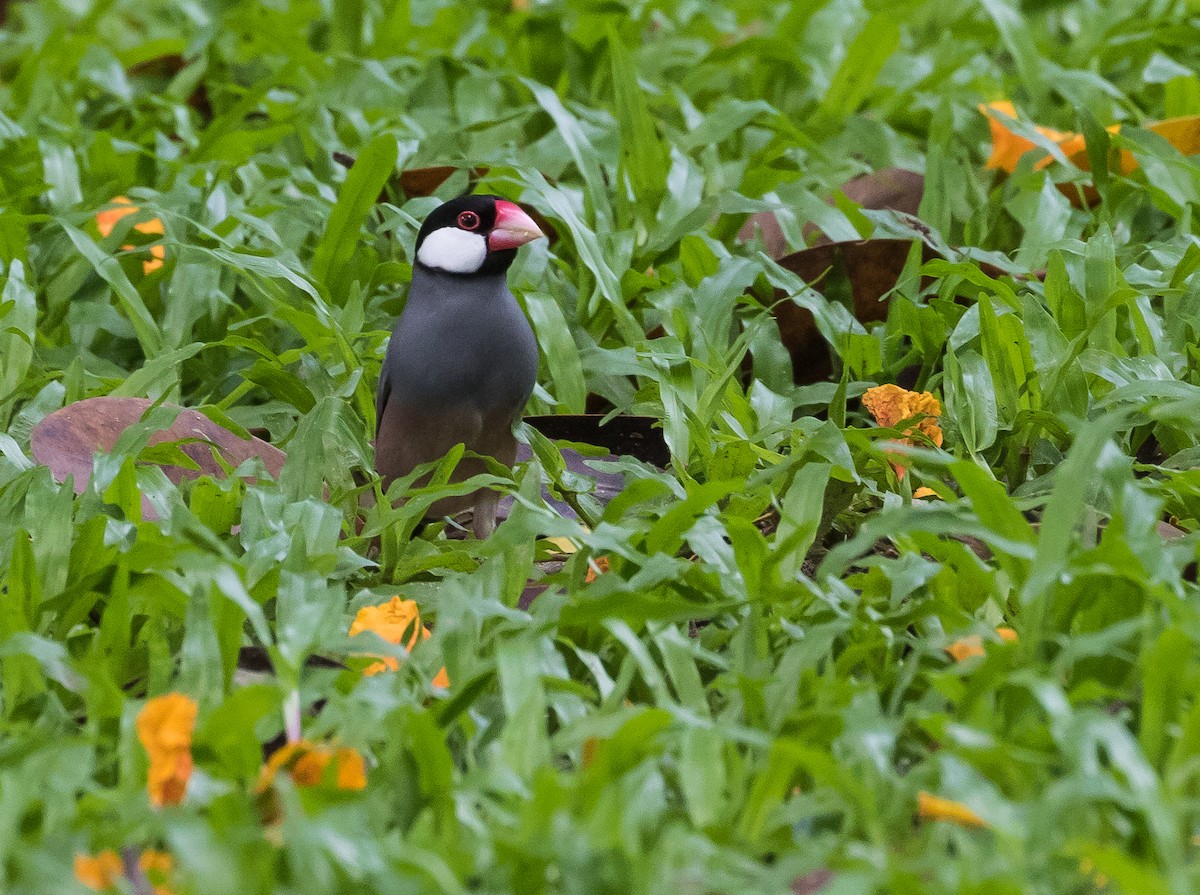 Java Sparrow - ML619924337